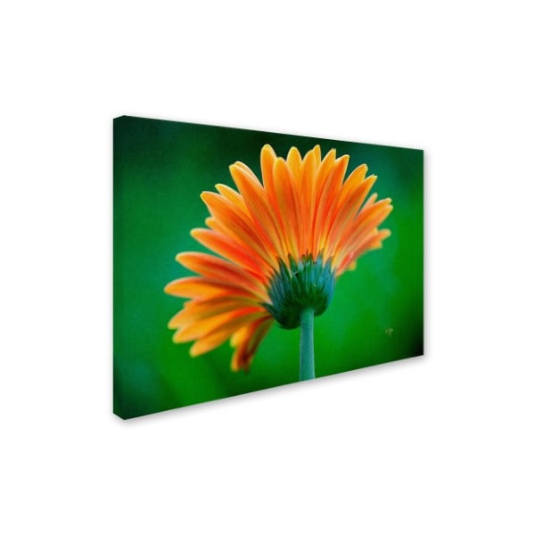 Lois Bryan 'Orange Burst' Canvas Art,30x47